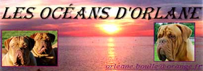 Elevage de Dogue de Bordeaux les Oceans d'Orlane