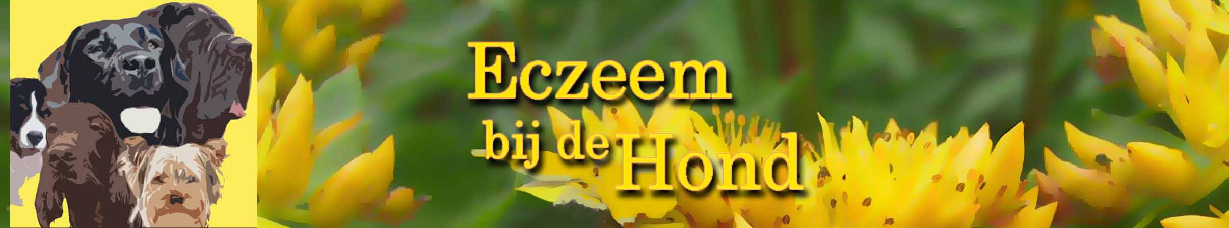 Eczeem bij de hond behandelen met homeopatisch drainage compositum, puur jeuk, en vetramil honingzalf