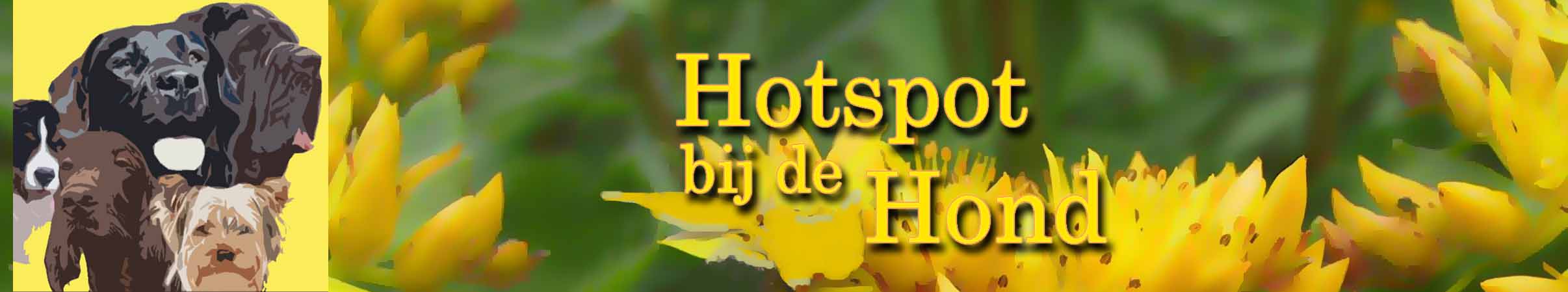 Hot-spot is een allergische huidaandoening bij de hond die U behandelt met Homeopathie