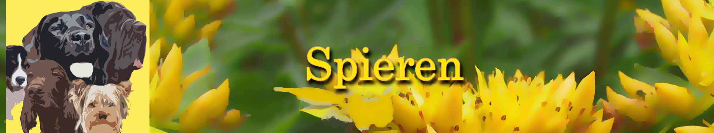 Homeopathie wordt toegepast bij het opbouwen van de spiermassa van de hond met Spiersupport van de Groene Os