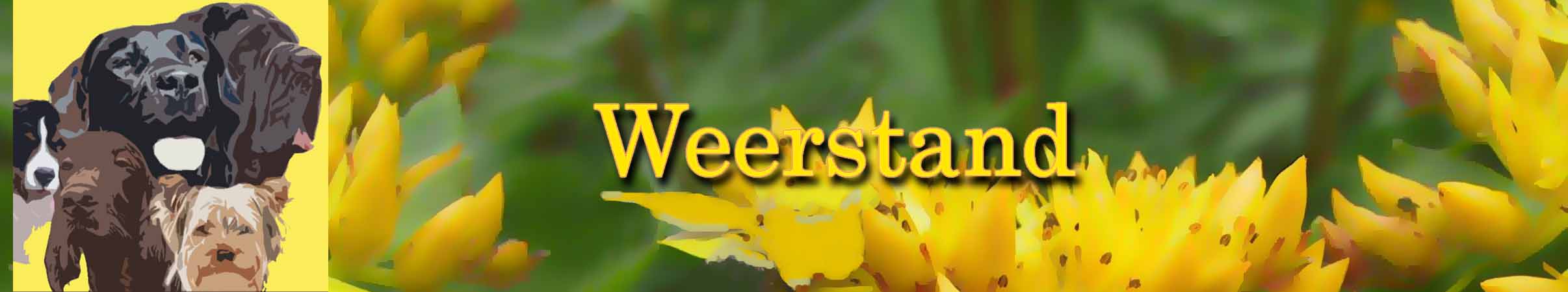 weerstand van de hond behandelen met homeopatisch weerstand compositum en probio forte